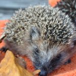 Der linke Igel hätte im Garten zugefüttert werden können, der kleinere Igel braucht noch Milch (Foto: Hamburger Tierschutzverein von 1841 e. V.)